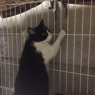 ハチワレちゃん