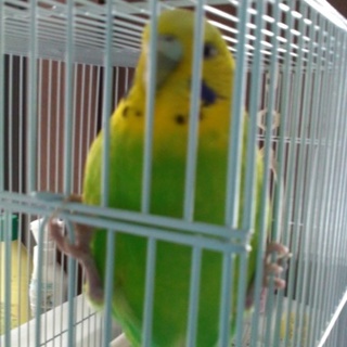 決まりました御世話になりました