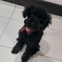 （締め切りました）トイプードルの女の子（ブラック）