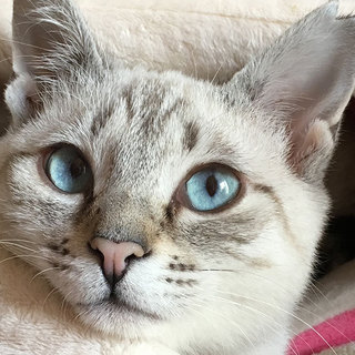 怖がりですが、猫が大好きです。