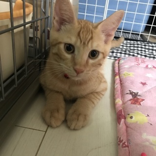 ☆茶トラ☆お目目クリクリ男子☆