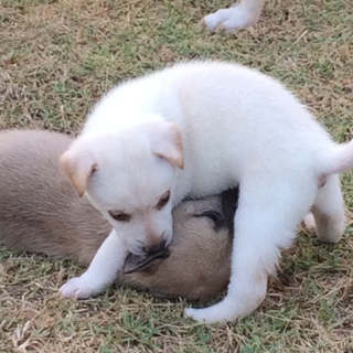 かわいい子犬の里親募集。
