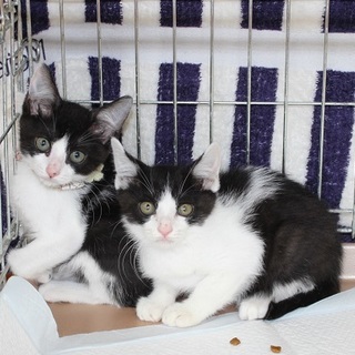 白黒チビたち　名古屋から