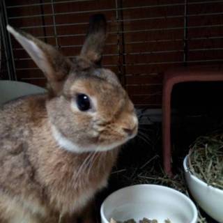 りきちゃんの新しいお家が決まりました