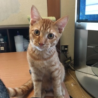 凛々しい茶トラ君★