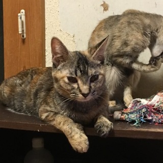 可愛いサビトラ☆