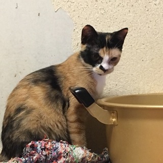 クールビューティな女の子☆