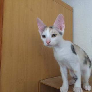 元気いっぱいパステル三毛猫ちゃん!