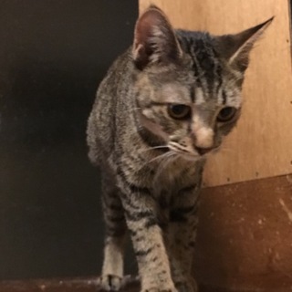 元気いっぱいトラちゃん☆