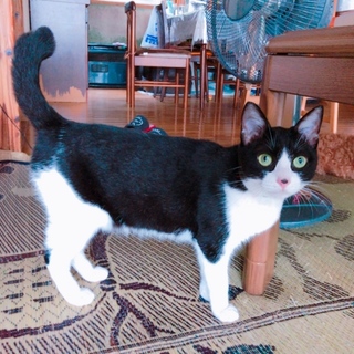 ハチワレ鼻ワンポイントの女の子