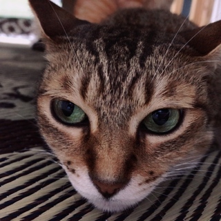 ツンデレ美人さん