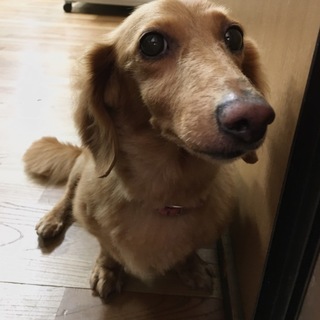 甘えん坊ココちゃん