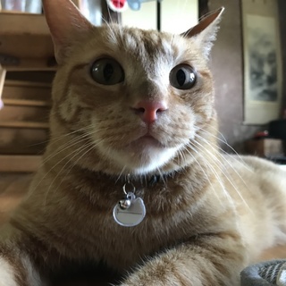 子猫と勘違いしてる子