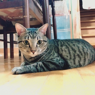 声が渋いイケメンさん