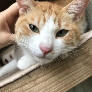 茶白の甘えん坊さん