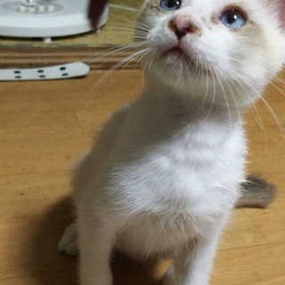 ひとなつこいです