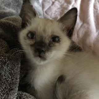 かわいいシャム系の女の子