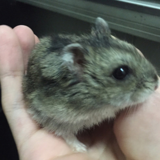 1歳4ヶ月のジャンガリアン♂