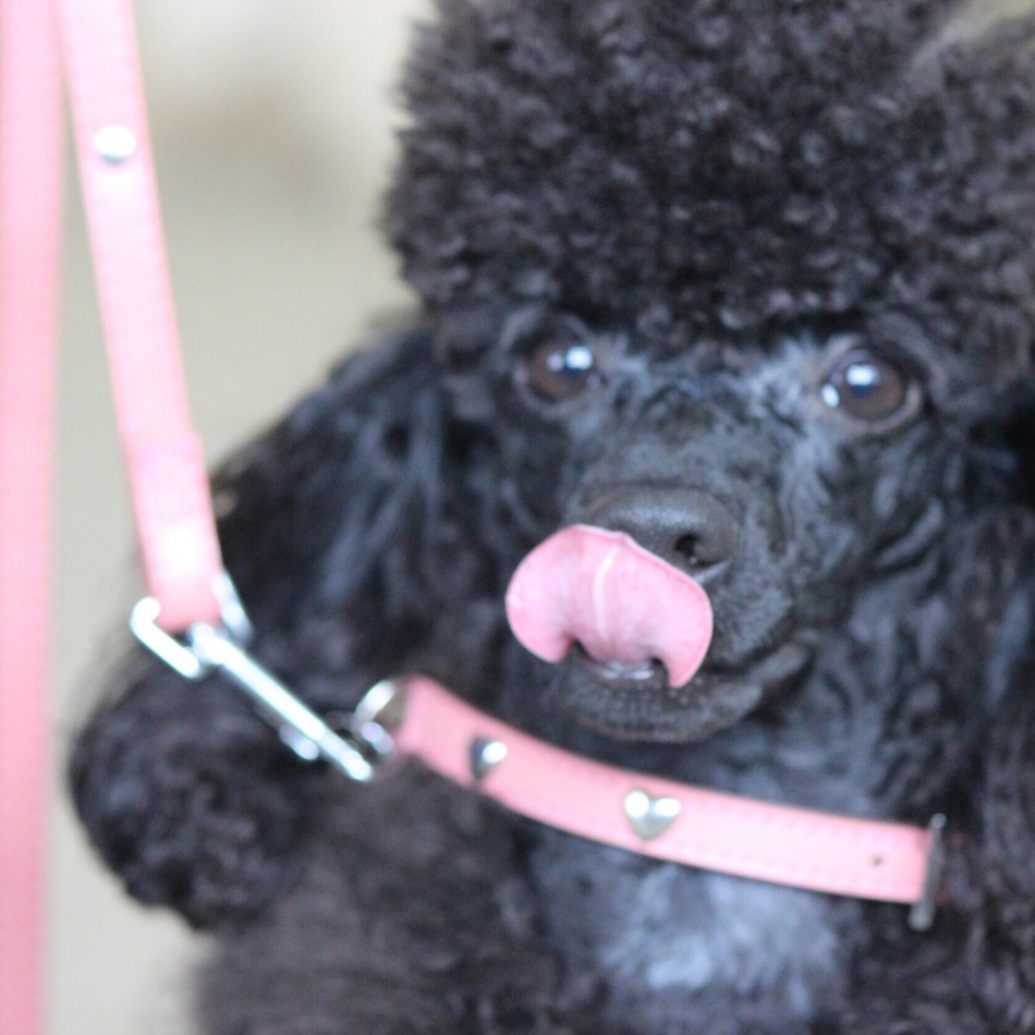 EALのカバー写真