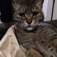 セブン