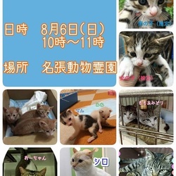 猫の譲渡会