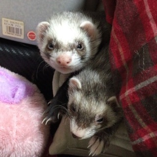 オスメスフェレット2匹里親募集