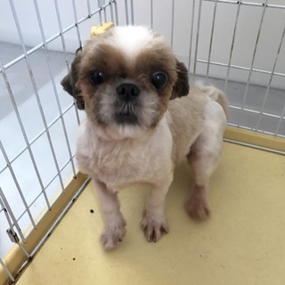 至急新しい家族を探しています