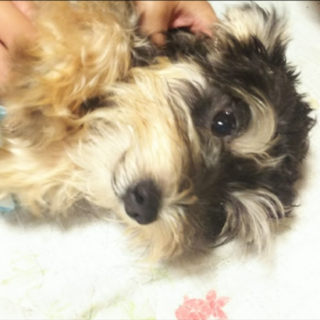 今日か明日引き取ってくださる方