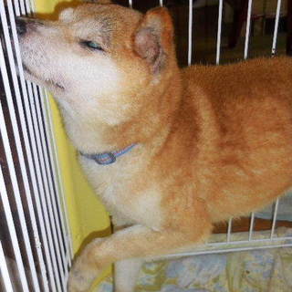 柴犬のおじいちゃん犬、祭（まつ）です