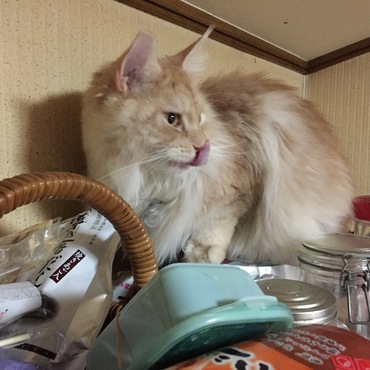 美味かったか、そーかそーか（かつお節窃盗で前科持ち）