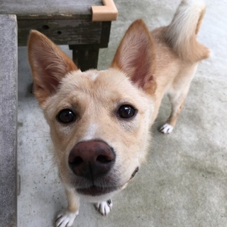 トライアル決定【元保健所】賢く飼いやすいMIX幼犬