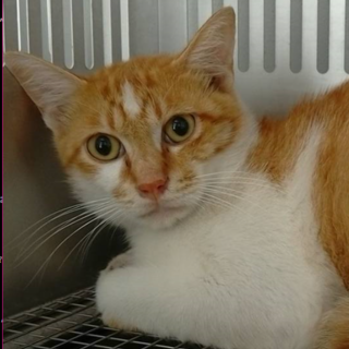 延長無！期限8月7日の朝迄！