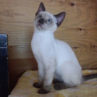 シャムmixちゃん２ヶ月