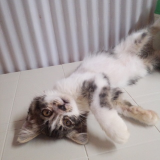 長毛子猫こばちゃん２ヶ月