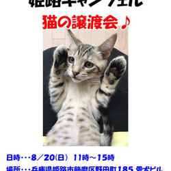 動物保護施設　姫路キャンフェル　猫の譲渡会