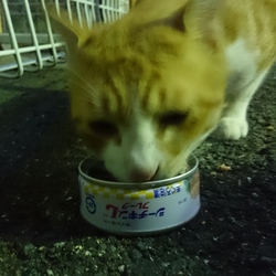 和歌山県、野良猫？