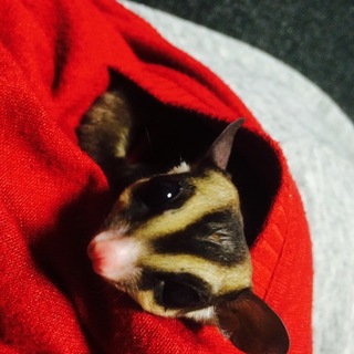 フクロモモンガ ♂