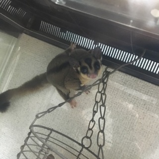 フクロモモンガ ♂