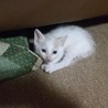 猫の里親を募集しています。 サムネイル3