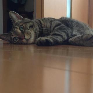 トラネコの里親募集中