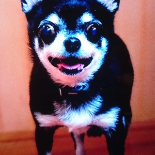 里親募集 チワワ