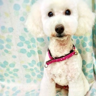 「トライアル中」プードルのきょんくん♪