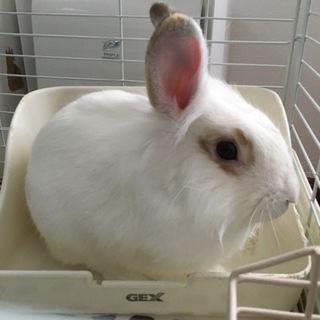 ライオンラビット 1歳 オス