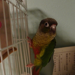 [応募者多数募集停止]ウロコインコの里親募集