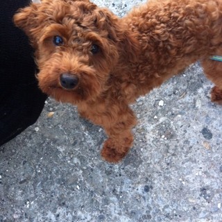 至急新しい家族を探しています