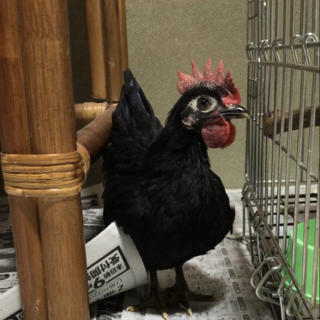 引き取ってくださる方が見つかりました。