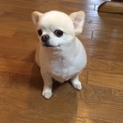 トライアルに入ります。６歳チワワ男の子