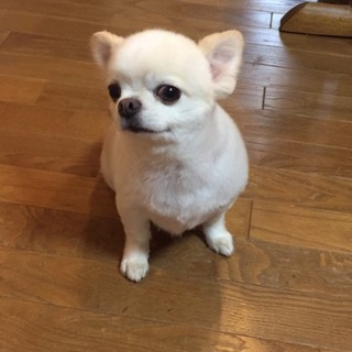 トライアルに入ります。６歳チワワ男の子