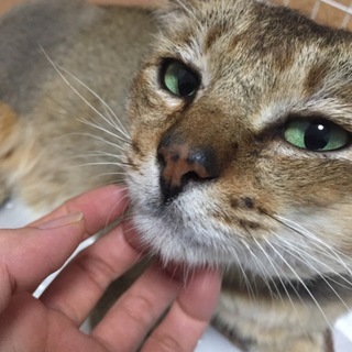 里親さん募集中