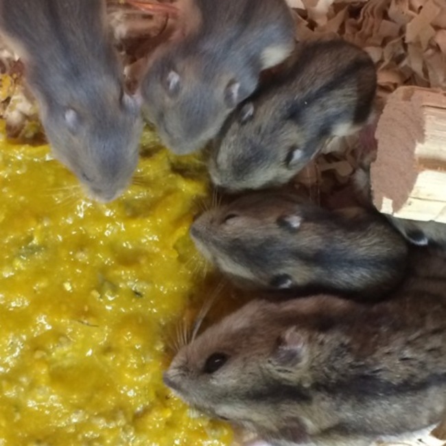 あムタローのカバー写真